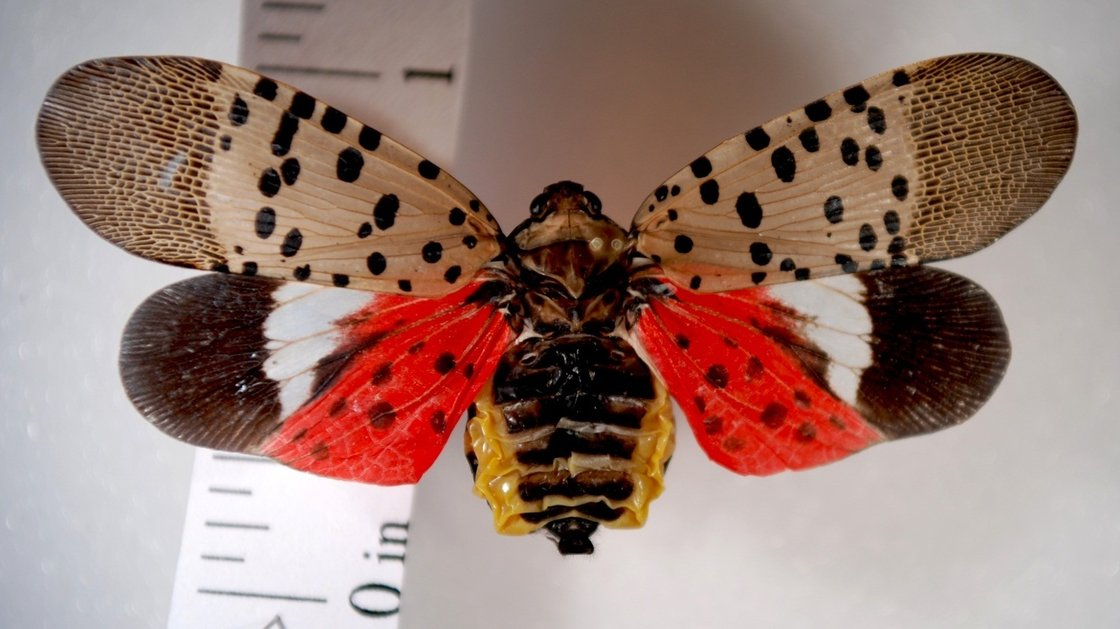 large spotted lanternfly 